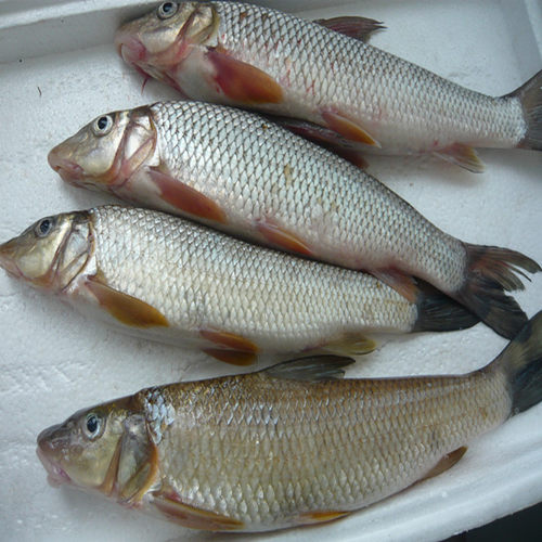 黑龙江东北抚远特产纯江开新鲜重唇鱼虫虫鱼4斤顺丰包邮