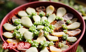 24款多肉植物叶插苗健康叶片已发芽生根苗圃特价