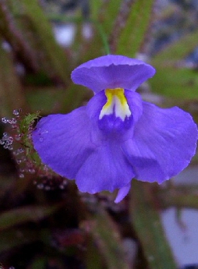 食虫植物-三色狸藻Utricularia tricolor捕蝇草茅膏菜捕虫堇