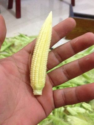 玉米笋肉1斤肉发货包邮 新鲜玉米笋 小玉米