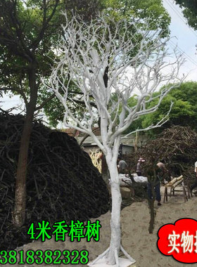 喷白造型枯树香樟树婚庆装饰干枝橱窗道具树大厅摆设许愿树真树枝