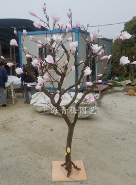 订做白玉兰人造风情浪漫仿真树