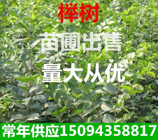 工程绿化苗木榉树庭院植物 红榉树苗榉树苗血榉树苗占地树苗榉树