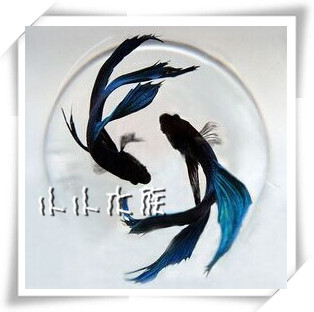 泰國進口鬥魚馬尾獅王半月展示級鬥魚王寵物活體壹對特價公母配對在類目 寵物/寵物食品及用品, 水族世界, 魚中 - 來自Buy2taobao.com提供專業的淘寶代購服務