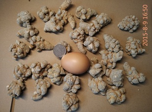 纯干30头默认发整个 250克田七 可代打粉 三七金不换 十五年老店