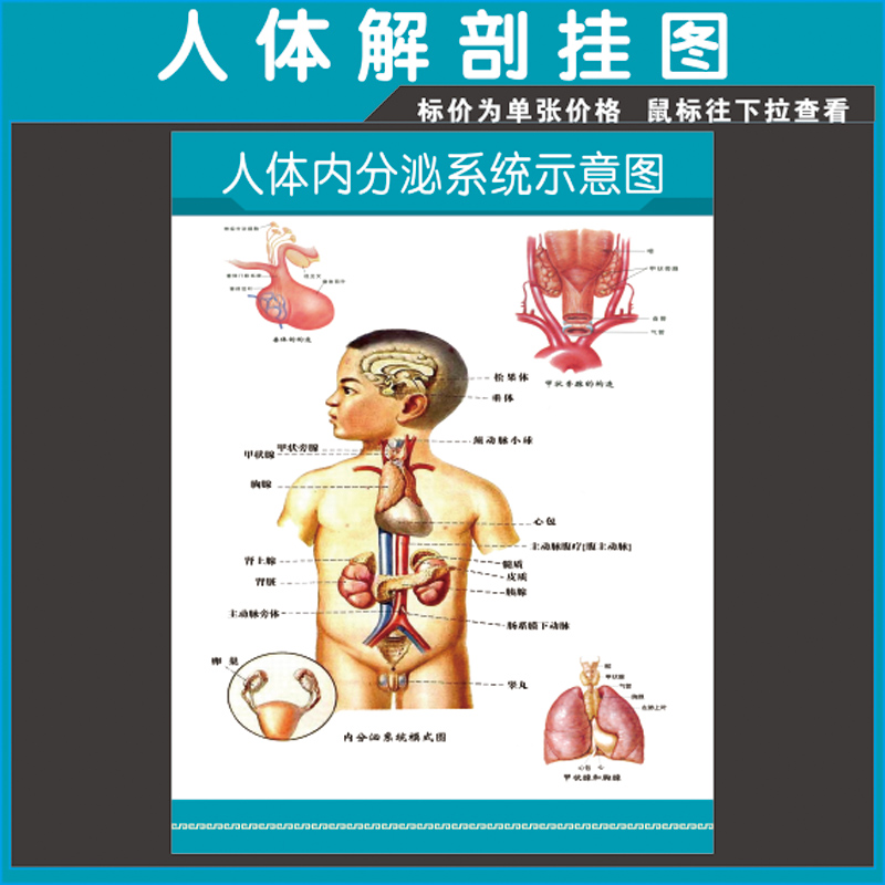 人体内分泌系统示意图医学人体器官脊椎解剖图宣传