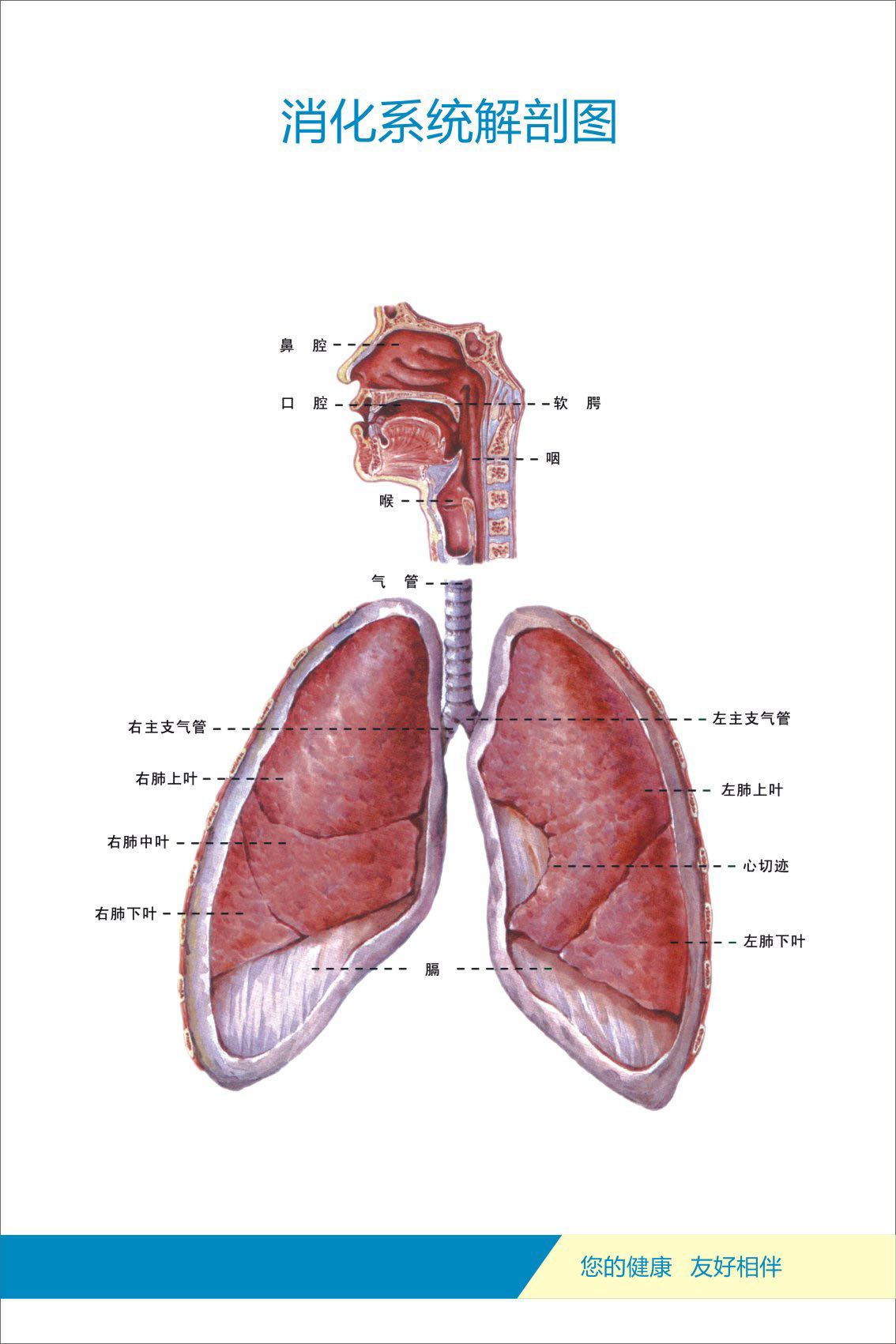 733海报印制写真喷绘121人体各部位器官剖解图10消化系统解剖图