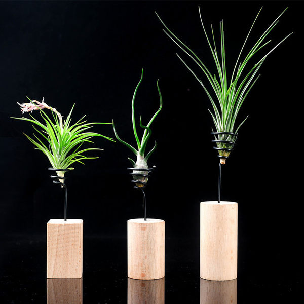 祥达花卉 无土植物 空气凤梨 空凤福果精灵 老人须 ￥6.5起包邮 送木头底座+肥料+养护说明