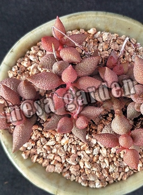 小辣椒水泡 叶片 叶插苗 一物一拍 多肉植物 进口 景天