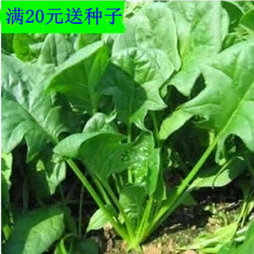 农家小叶耐寒抗热菠菜种子老品种四季播种可留种阳台菜园 - 封面