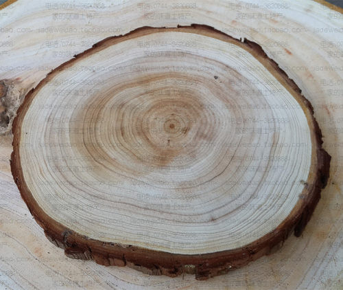 圆木片装潢拍摄道具树皮双面