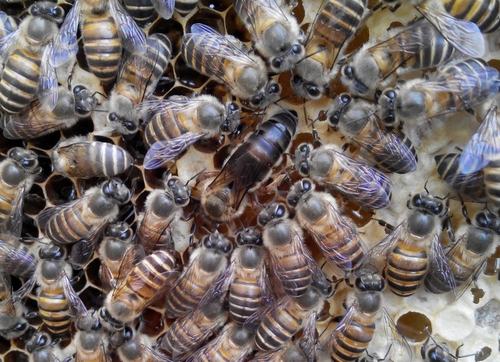 颜师梅州蜂园处蜜蜂蜂王活体中蜂女王仓蜂强群良种新产卵蜜蜂种王