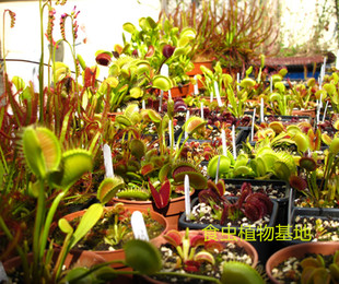 捕蝇草茅膏菜猪笼草瓶子草 随机一颗植物 食虫植物 幸运礼包