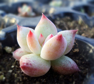 多肉植物 韩国进口多肉叶片「布兰迪」贵货正版叶片 叶插叶片很小