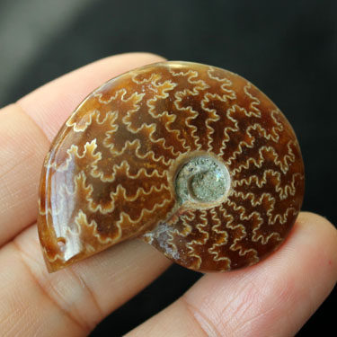 千蕊 天然菊花螺吊坠 菊石化石项链毛衣链 玉化好纹理漂亮 实物