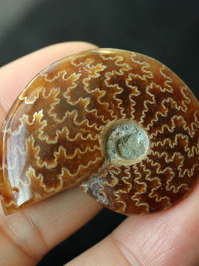 化石天然毛衣链纹理漂亮吊坠