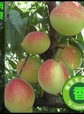 原产地发货现摘先发，脆甜可口