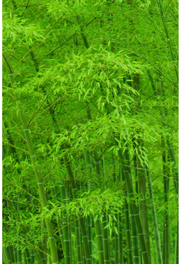 自然风景绿色护眼装饰贴墙画定制
