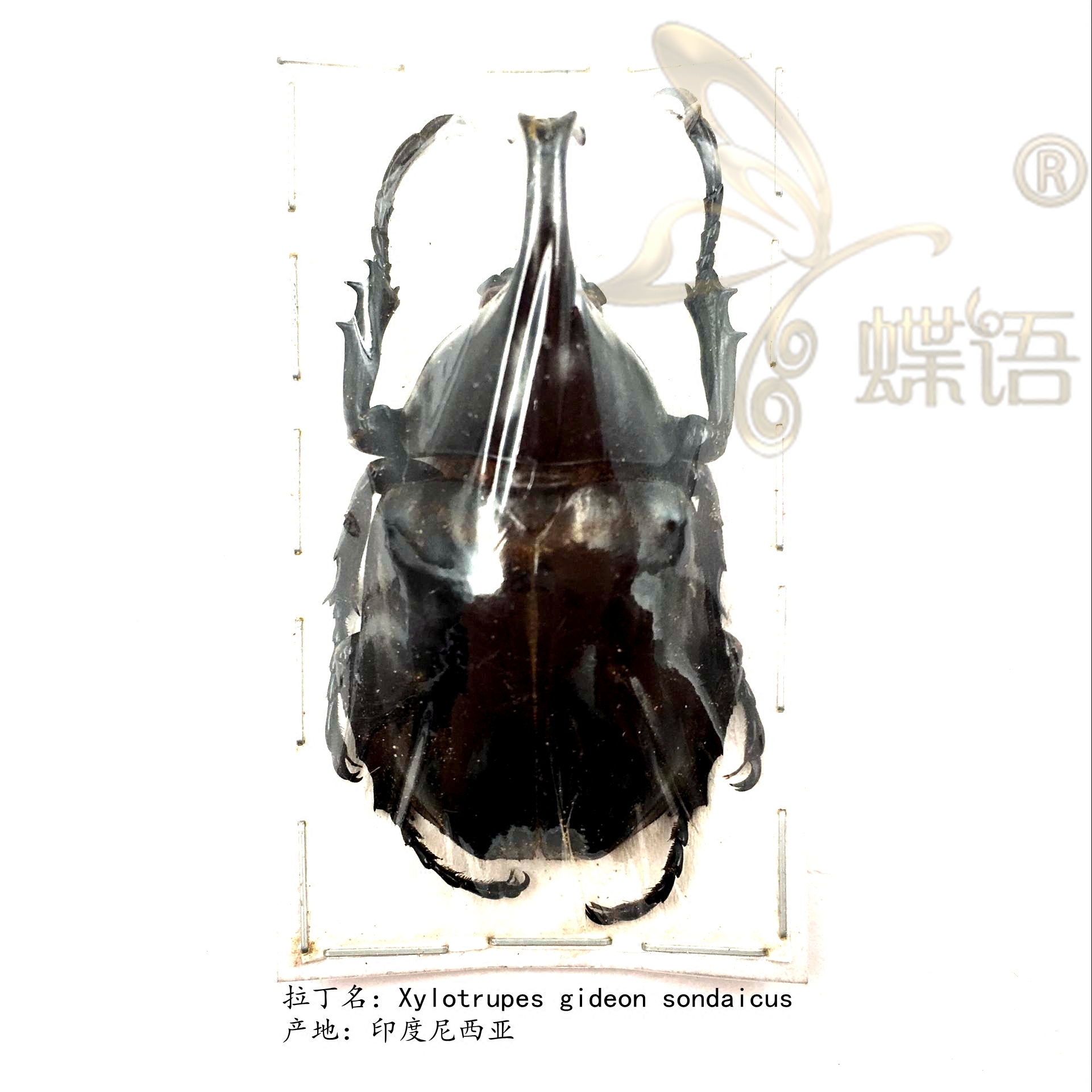 蝶语：真 昆虫标本Xylotrupes gideon 多个亚种 犀金龟科在类目 宠物/宠物食品及用品, 爬虫/鸣虫及其用品, 其他爬虫/鸣虫中 - 来自Buy2taobao.com提供专业的淘宝代购服务