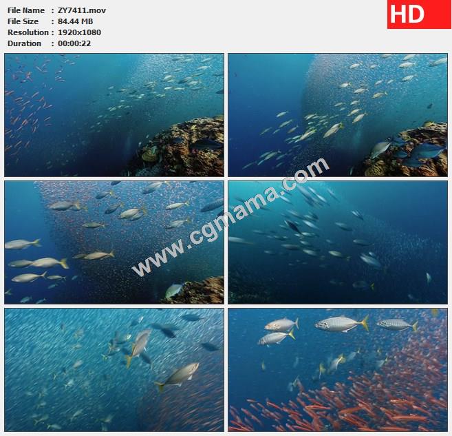 ZY7411海底世界海洋鱼群小鱼游动高清实拍视频素材