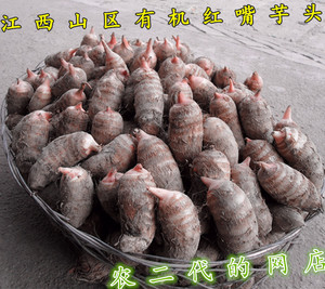 2023江西现挖新鲜有机红梗芽小毛牛奶芋头非山东荔浦圆芋艿仔500g