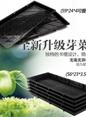 芽苗玛咖长方盘小麦草