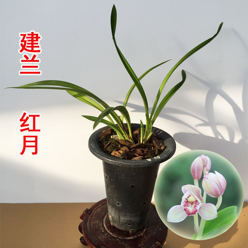 带花苞种子植物盆栽建兰