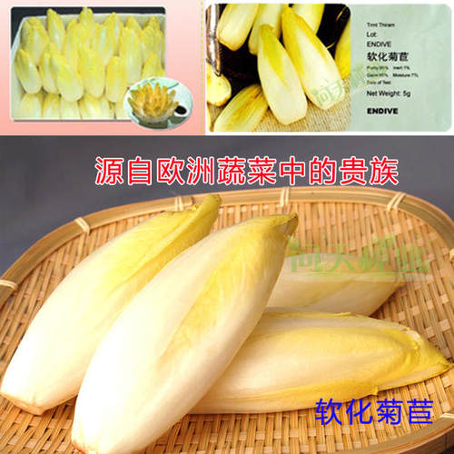 软化菊苣种子 特菜种子 菊苣种子蔬菜种子 可以生吃 口感脆嫩 - 封面
