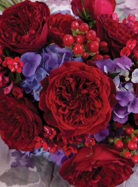 园丁日记 苔丝Tess 小藤本 红色欧月月季花苗灌木拱门花柱围栏