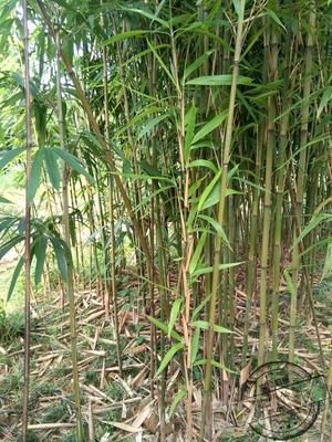 绿植茶杆竹观赏竹庭院庭院观赏