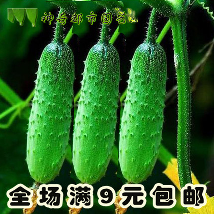 水果黄瓜种子高产原种节节瓜春季蔬菜种孑老品种四季秋旱黄瓜种籽