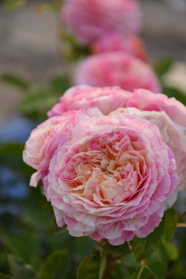 lx63法国月季 claude monet/莫奈