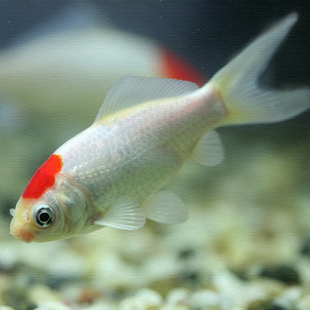 观赏鱼单顶鲫鱼红顶锦鲤鲫金鱼活体宠物饲料鱼冷水鱼风水鱼