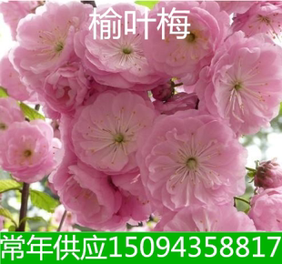 庭院工程绿化苗榆叶梅彩色苗木榆叶梅花苗榆叶梅小苗榆叶梅树苗