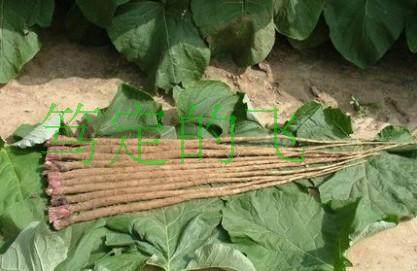 徐州新鲜牛蒡根黄金牛蒡片干丝茶酱菜原料牛膀5斤包邮生鲜非苍山