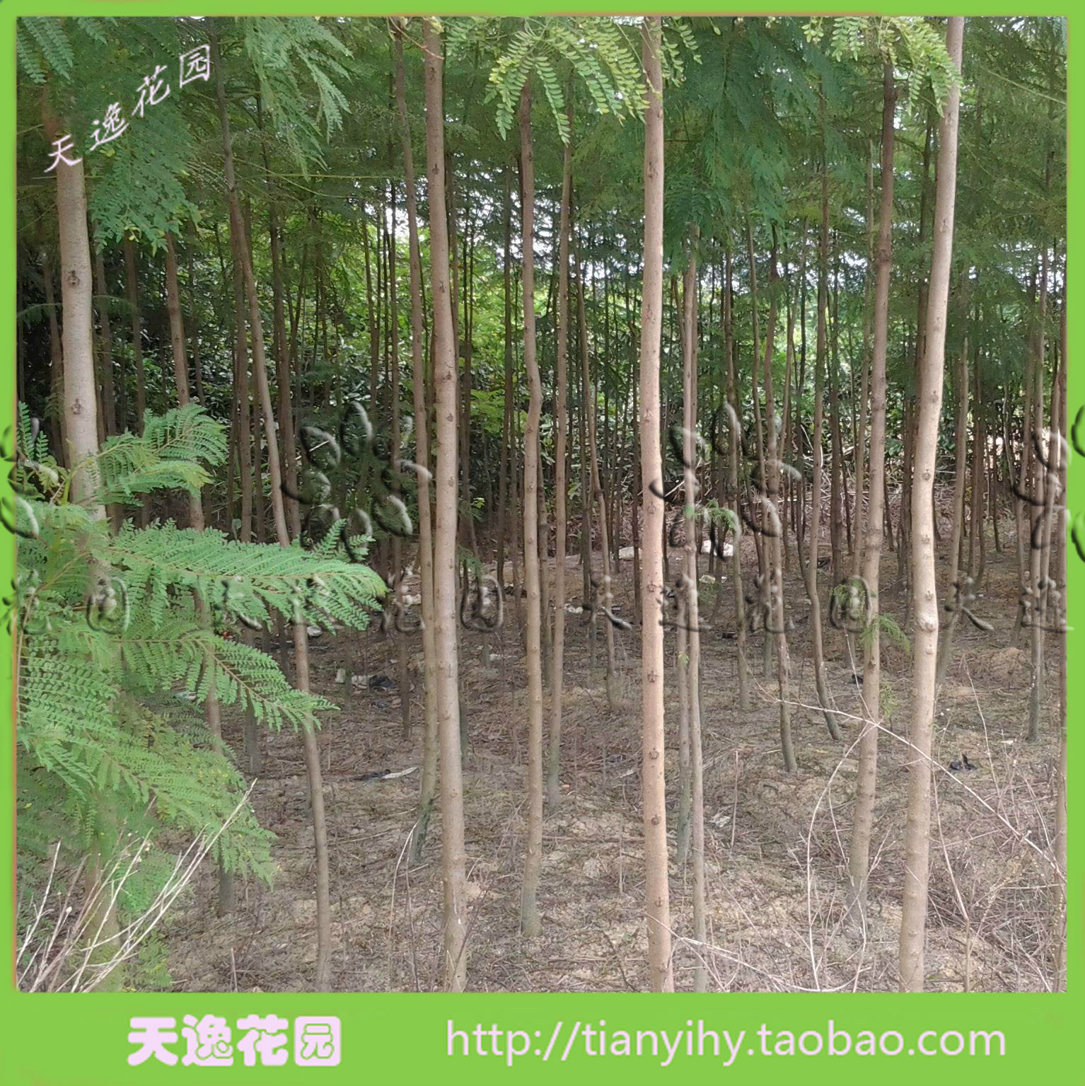 珍奇木本花卉叶蓝蓝花楹树苗