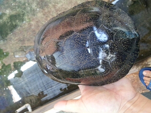 欧洲泽龟 欧泽 成熟稳产种龟 不是流星胜过流星 1900元/只