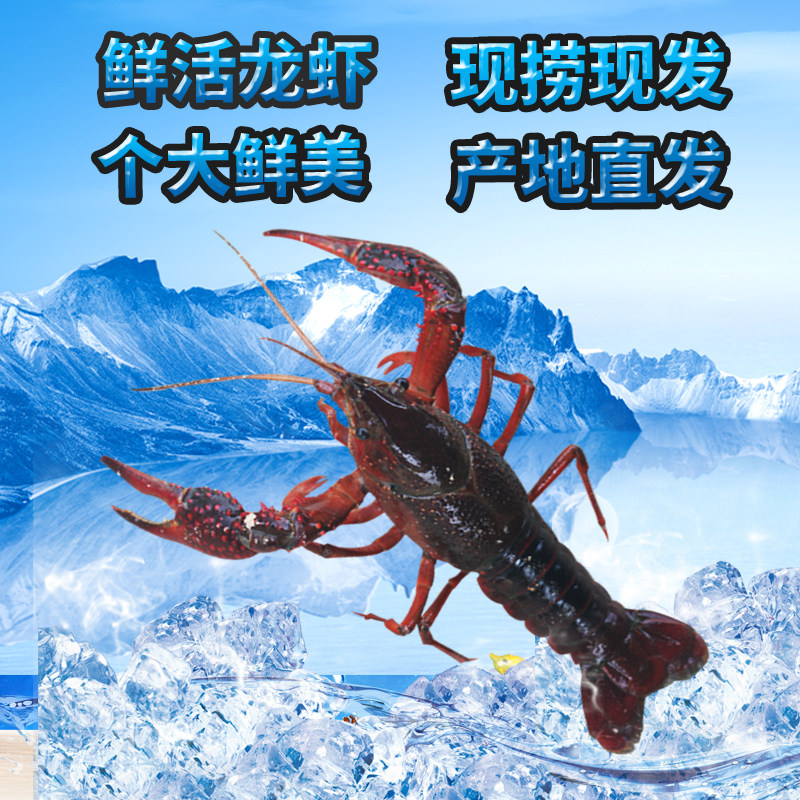 湖北潜江小龙虾清水养殖活体新鲜活虾一两十三香龙虾4斤起拍特价