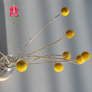 云南天然干花diy搭配摆设干花A级黄金球摄影摆放装饰花艺diy插花