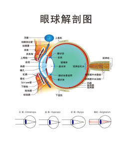 728海报印制展板写真喷绘贴纸796眼睛视力保健眼球解剖图