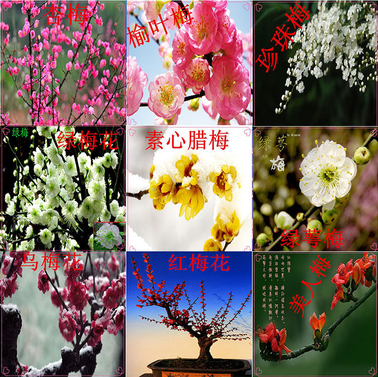 盆景花卉树桩腊梅花苗素心梅 红梅花盆景腊梅盆景当年开花包成活