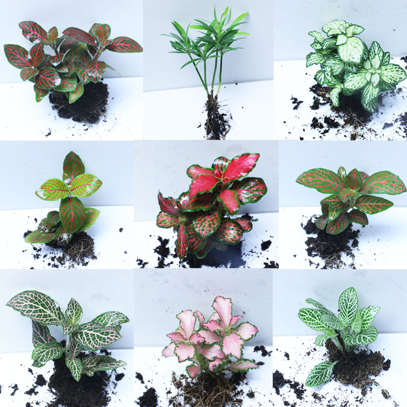 微型室内阳台盆栽生态瓶网纹草