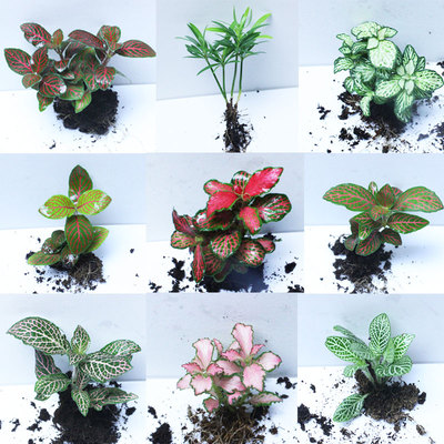 微型室内阳台盆栽生态瓶网纹草