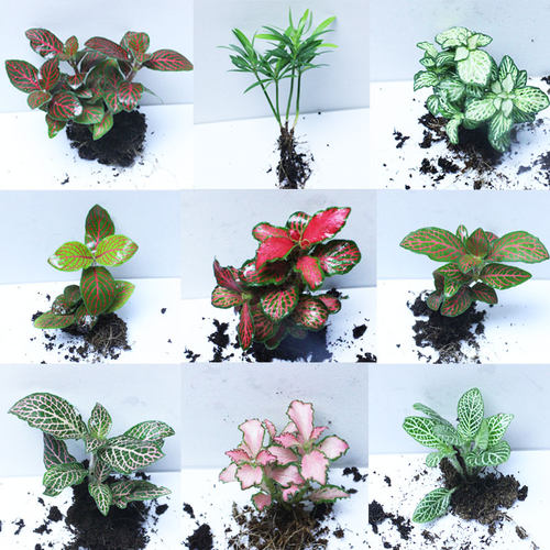 微型室内阳台盆栽生态瓶网纹草