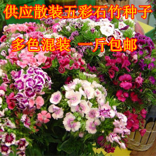 五彩石竹种子花卉种子 阳台花草盆栽种子多花植物 花坛绿化花卉