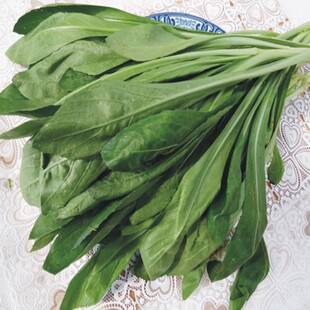 1公斤云南新鲜藏红花菜 产地直销 欢迎餐厅选购野菜蔬菜