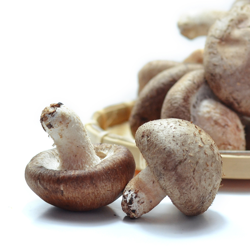 ¡¾Ê°Ä¢¹½|ÐÂÏÊÏã¹½ 500g¡¿ÐÂÏÊÏã¹½ ʳÓþú СÏã¹½ Ä¢¹½ ¾ú¹½