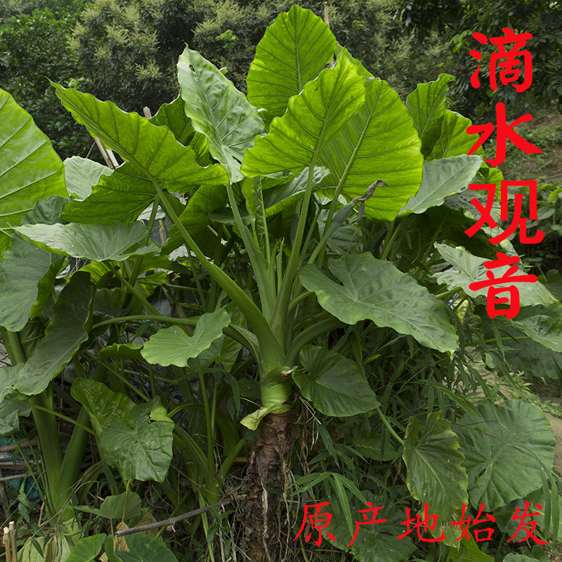 家养滴水观音盆栽大海芋霸王芋水培花卉室内观叶植物千手观音树苗