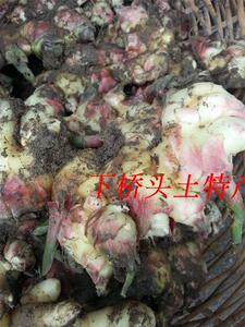 武义特产新鲜蔬菜鲜嫩姜生姜红芽姜农家自种高山农产品姜5斤包邮