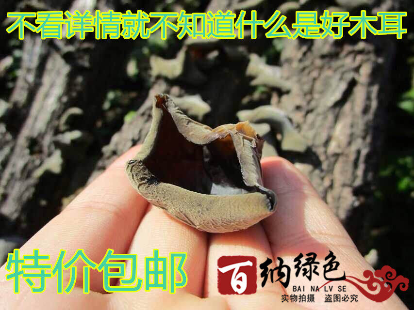 黑龙江东北野生椴树木耳黑木耳 秋木耳无公害教您识货